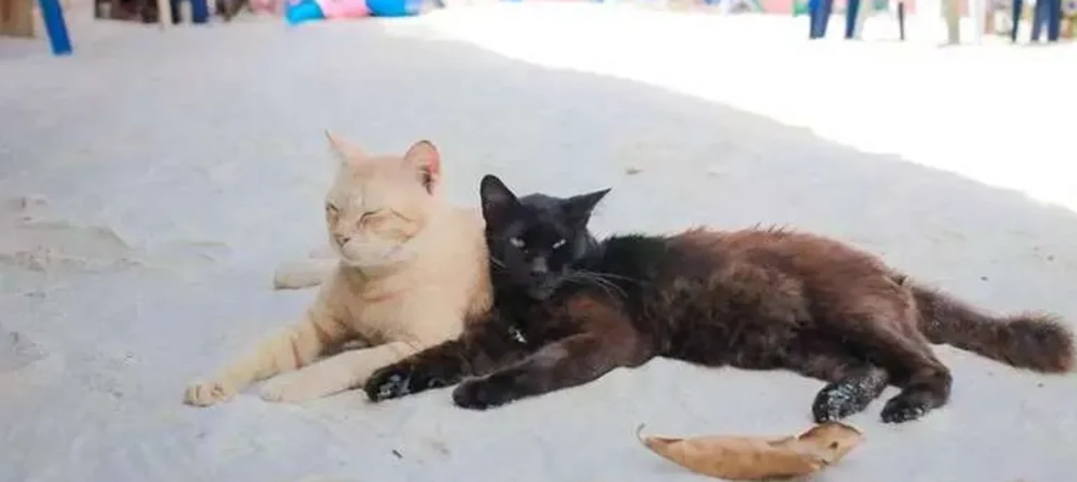 Two cats, one light-colored and one black, lounging on the sandy beach in Phuket.