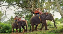 Two elephants with riders walk through lush greenery in Phuket, surrounded by trees.