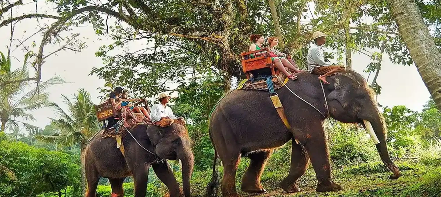 Two elephants with riders walk through lush greenery in Phuket, surrounded by trees.