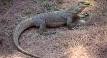 Monitor lizard resting on the ground amidst dry leaves in Phuket, Thailand.