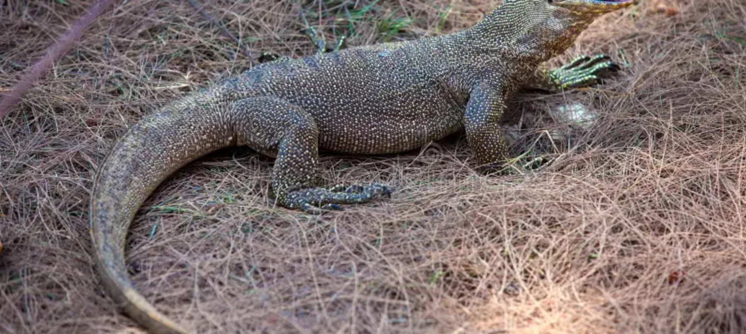 Monitor lizard resting on the ground amidst dry leaves in Phuket, Thailand.