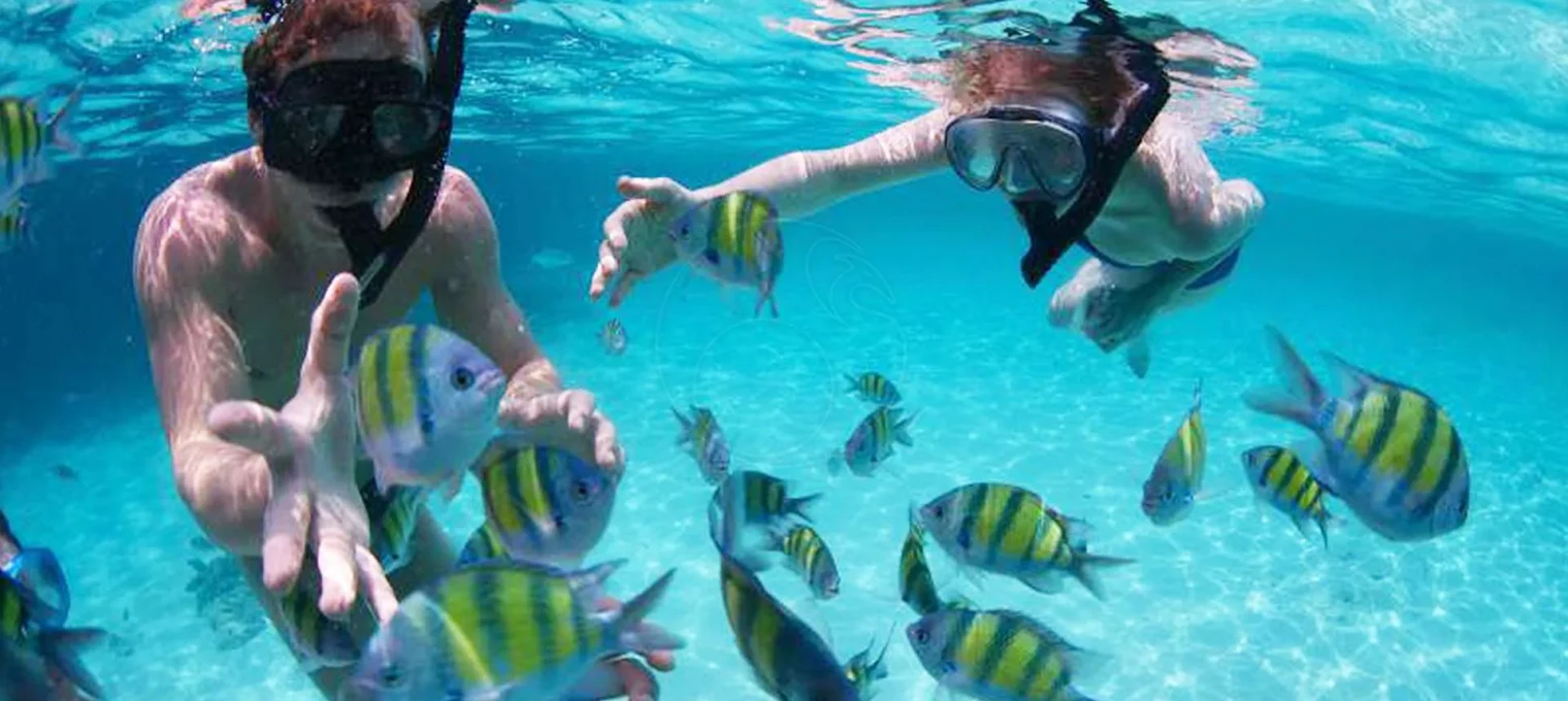 Two snorkelers observing colorful fish under clear blue water in Phuket.