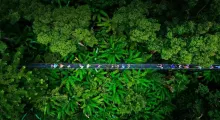 Tourists walking on a suspension bridge surrounded by lush green trees in Phuket.