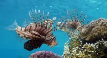 Two lionfish swimming gracefully near coral reefs in clear blue waters of Phuket.