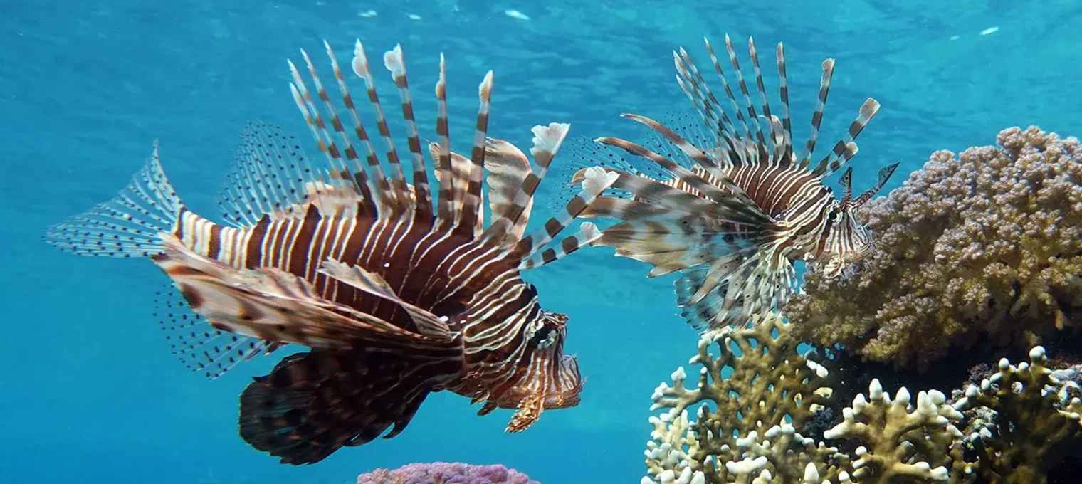 Two lionfish swimming gracefully near coral reefs in clear blue waters of Phuket.