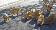 A group of monkeys gathering on a street in Phuket, Thailand.