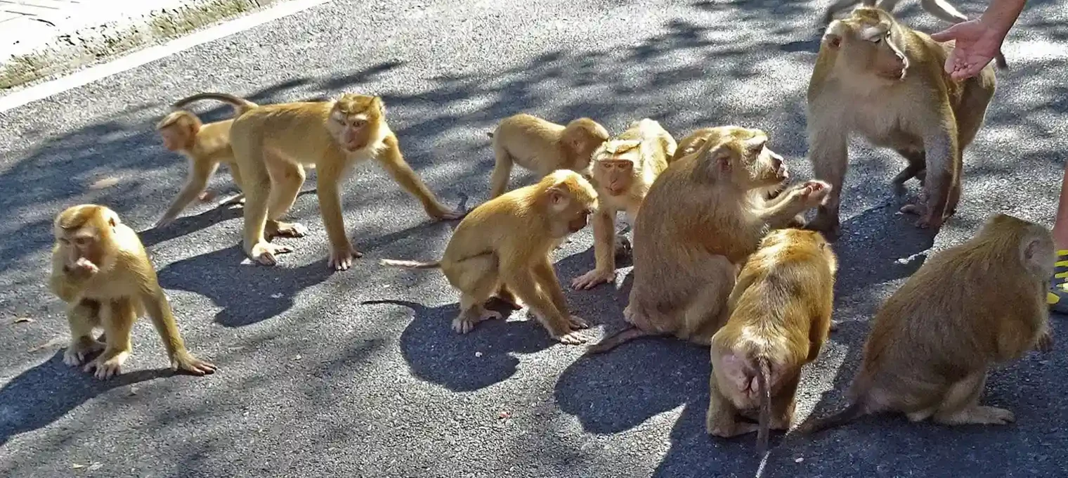 A group of monkeys gathering on a street in Phuket, Thailand.