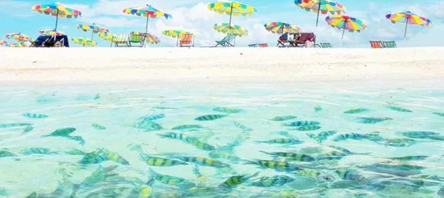 Colorful beach umbrellas over a sandy shore with clear water and tropical fish swimming.