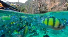Colorful tropical fish swim in clear turquoise waters near Phuket's rocky coastline.