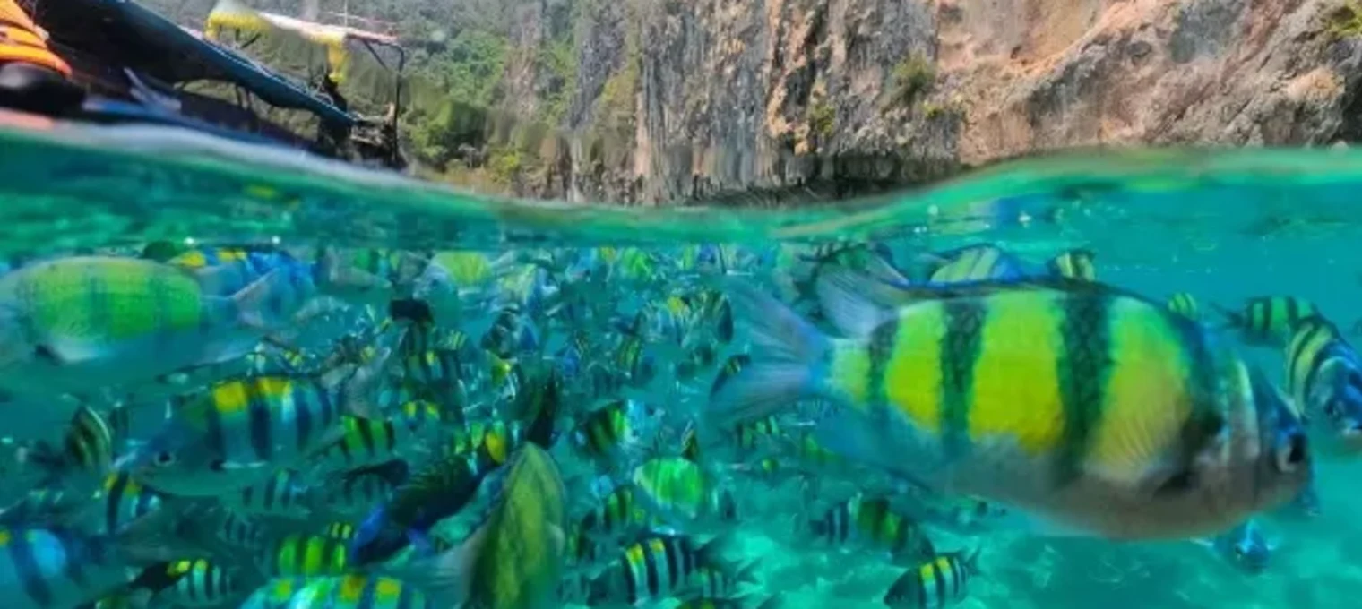 Colorful tropical fish swim in clear turquoise waters near Phuket's rocky coastline.