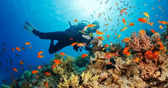 Diver exploring vibrant coral reef surrounded by colorful fish in Phuket waters.