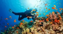 Diver exploring vibrant coral reef surrounded by colorful fish in Phuket waters.