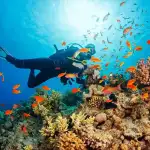 Diving in Phuket