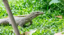 A monitor lizard walking through lush green grass in Phuket, Thailand.
