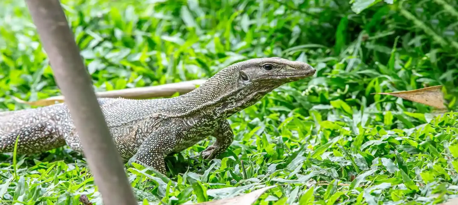 A monitor lizard walking through lush green grass in Phuket, Thailand.