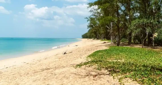 Пляж на Пхукете с нежным песком и зелеными растениями у воды под голубым небом.