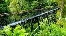 Suspension bridge surrounded by lush greenery in Phuket, Thailand.