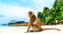 A monkey sitting on the beach in Phuket, with boats and lush greenery in the background.