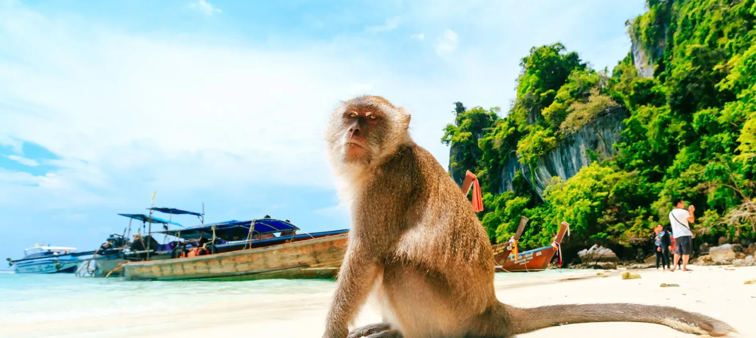 A monkey sitting on the beach in Phuket, with boats and lush greenery in the background.