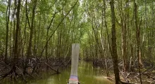 Mangrove forest in Phuket with a boat navigating through the lush green waterways.
