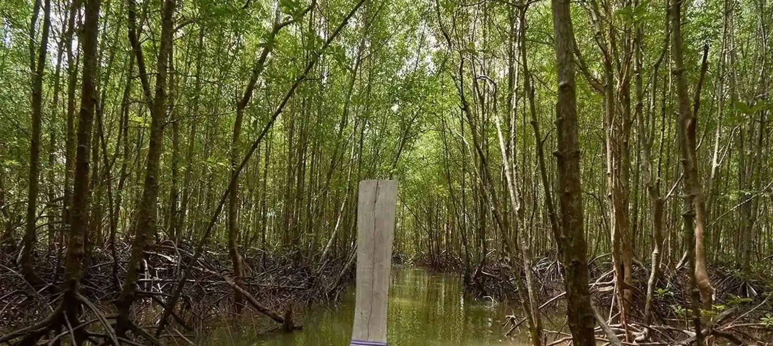 Mangrove forest in Phuket with a boat navigating through the lush green waterways.