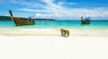A monkey walks on a beach in Phuket, with traditional boats in clear turquoise water.