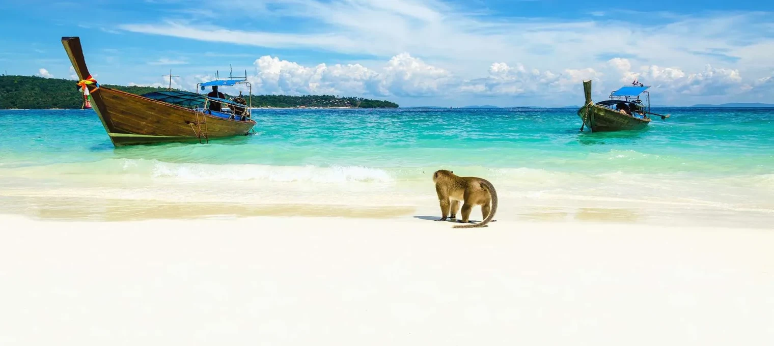 A monkey walks on a beach in Phuket, with traditional boats in clear turquoise water.