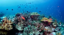Vibrant coral reef with various fish swimming in clear blue waters of Phuket.