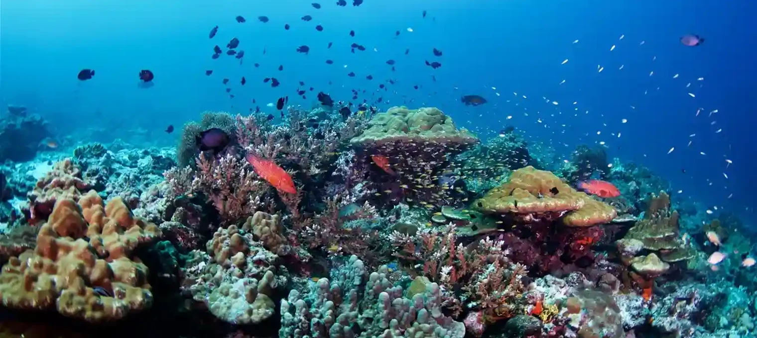 Vibrant coral reef with various fish swimming in clear blue waters of Phuket.