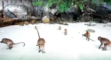 Monkeys foraging on a sandy beach in Phuket, surrounded by lush greenery and rocks.