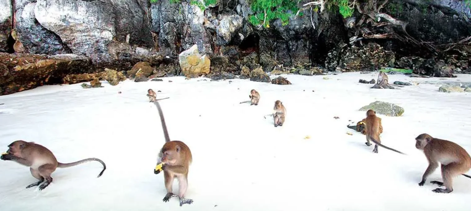 Monkeys foraging on a sandy beach in Phuket, surrounded by lush greenery and rocks.