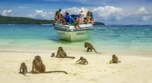 Tourists on a boat watch monkeys on the beach in Phuket, enjoying bananas and playing.