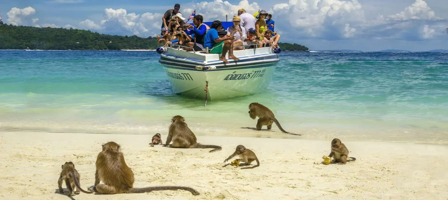 Tourists on a boat watch monkeys on the beach in Phuket, enjoying bananas and playing.